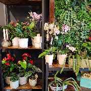 Blumengeschäft Blütenträume - GALLERY