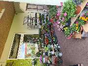 Blumenhaus am Anger Inh. Adelheid Luckner - GALLERY