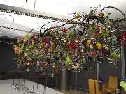 Blumenhaus am Hofgarten -Tino Hoogterp - GALLERY