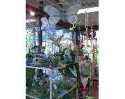 Blumenhaus & Gärtnerei Schäflein - GALLERY