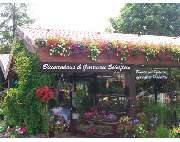 Blumenhaus & Gärtnerei Schäflein - GALLERY