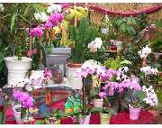 Blumenhaus & Gärtnerei Schäflein - GALLERY