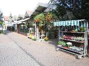 Blumenhaus H. Wolf - Floristik - Gärtnerei - Grabpflege - GALLERY