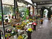 Blumenhaus H. Wolf - Floristik - Gärtnerei - Grabpflege - GALLERY