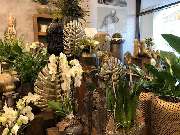 Blumenhaus Knagge - GALLERY