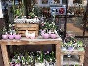 Blumenhaus Knagge - GALLERY