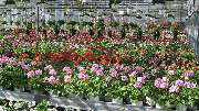 Blumenhaus und Gärtnerei Janowsky - GALLERY
