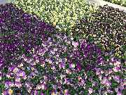 Blumenhaus und Gärtnerei Janowsky - GALLERY