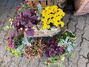 Blumenhaus und Gärtnerei Janowsky - GALLERY