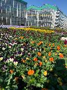 Blumenhaus und Gärtnerei Janowsky - GALLERY