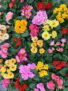 Blumenhaus und Gärtnerei Janowsky - GALLERY