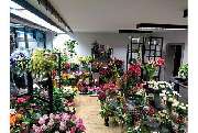 Blumenhaus Winter GbR - GALLERY