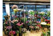 Blumenhaus Winter GbR - GALLERY