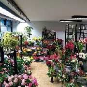 Blumenhaus Winter GbR - GALLERY