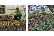 Blumenhaus Wosch - GALLERY
