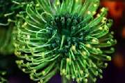BLUMENKUNST Sibylla-Braukmann-Busche - GALLERY