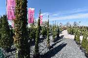 Blumenland Herdt - GALLERY