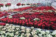 Blumenland Wiedmaier - GALLERY