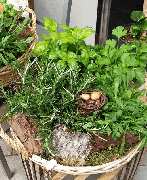 Blumenparadies und Biologischer Gartenbau Becher - GALLERY