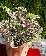Blumenparadies und Biologischer Gartenbau Becher - GALLERY