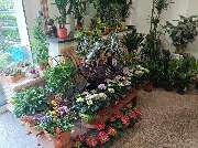 Blumenscheune - GALLERY