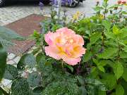 Blumenscheune - GALLERY