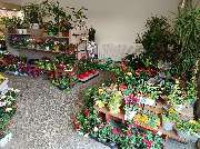 Blumenscheune - GALLERY