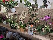 Blumenscheune - GALLERY