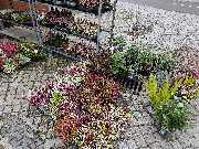 Blumenscheune - GALLERY