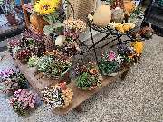 Blumenscheune - GALLERY