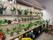 Blumenscheune - GALLERY