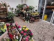 Blumenscheune - GALLERY