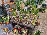 Blumenscheune - GALLERY