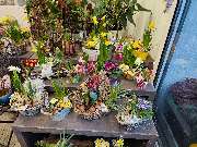 Blumenscheune - GALLERY