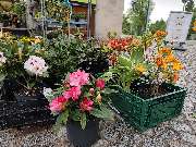 Blumenscheune - GALLERY
