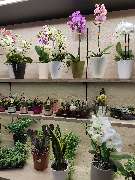 Blumenscheune - GALLERY