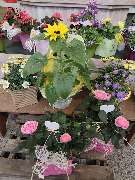Blumenscheune - GALLERY
