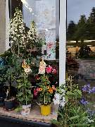 Blumenscheune - GALLERY