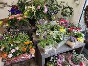 Blumenscheune - GALLERY