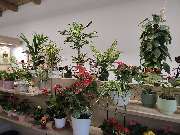 Blumenscheune - GALLERY