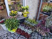 Blumenscheune - GALLERY