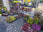 Blumenscheune - GALLERY