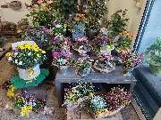 Blumenscheune - GALLERY