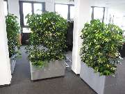 BlumenTeamBäuerle GbR - GALLERY