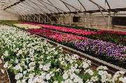 BlumenTeamBäuerle GbR - GALLERY