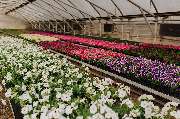 BlumenTeamBäuerle GbR - GALLERY