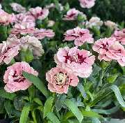 Blumenzauber - GALLERY