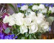 Blumenzauber Kaminski - GALLERY