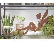 Blumenzauber Kaminski - GALLERY