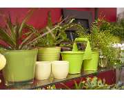 Blumenzauber Kaminski - GALLERY